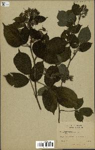 spécimen de Rubus hirtus