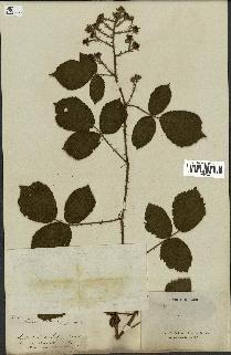 spécimen de Rubus hirtus