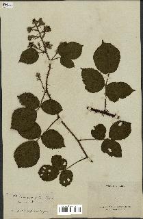 spécimen de Rubus hirtus