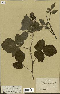 spécimen de Rubus hirsutus