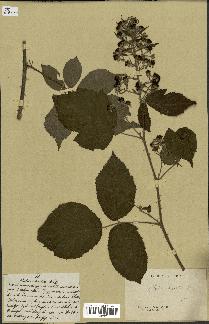 spécimen de Rubus hirsutus