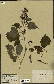 spécimen de Rubus hirsutus