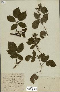 spécimen de Rubus hemistemon