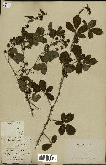 spécimen de Rubus hamulosus