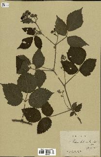 spécimen de Rubus hebecaulis