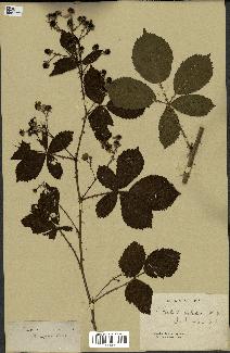 spécimen de Rubus hamulosus