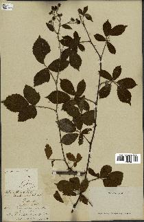 spécimen de Rubus hamulosus