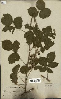 spécimen de Rubus gymnostachys