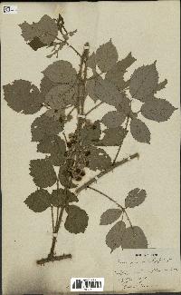 spécimen de Rubus gymnostachys