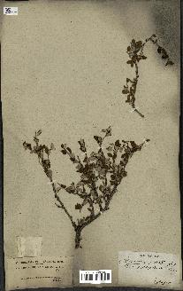 spécimen de Prunus prostrata