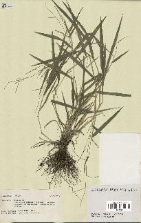 spécimen de Digitaria sp.