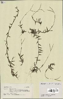 spécimen de Digitaria sp.
