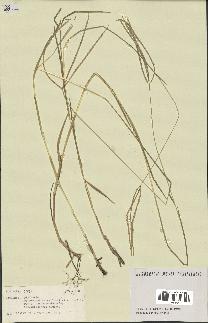 spécimen de Digitaria sp.