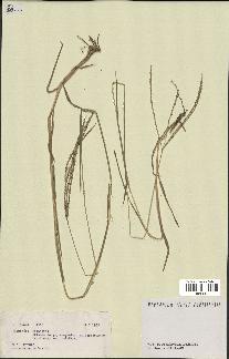 spécimen de Digitaria sp.