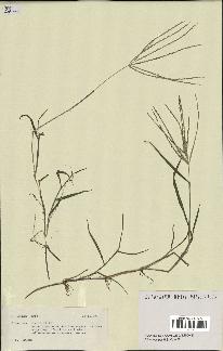spécimen de Digitaria sp.