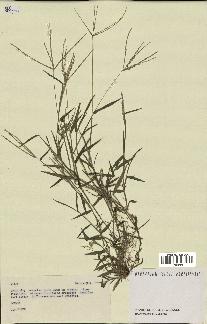 spécimen de Digitaria sp.