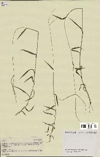 spécimen de Digitaria sp.