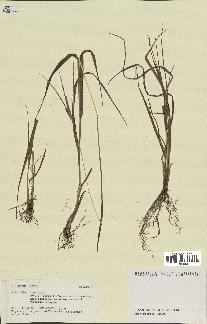 spécimen de Digitaria sp.