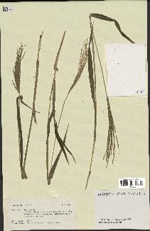 spécimen de Digitaria sp.