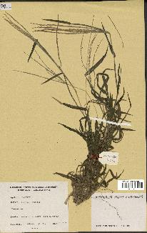 spécimen de Digitaria ciliaris