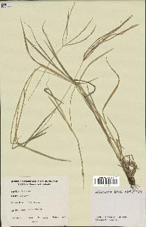 spécimen de Digitaria sp.