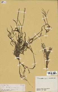 spécimen de Digitaria sp.