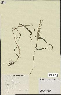 spécimen de Digitaria ciliaris