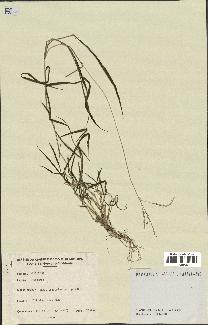 spécimen de Digitaria sp.