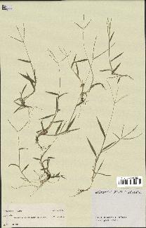 spécimen de Digitaria sp.