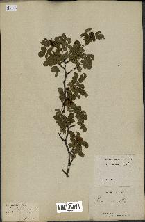 spécimen de Rosa umbellata