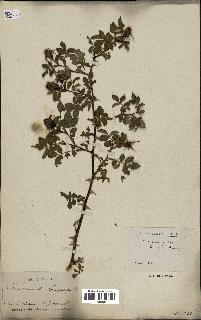 spécimen de Rosa sepium