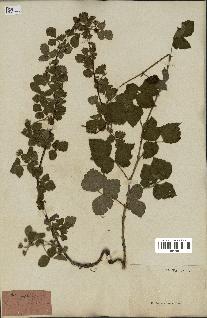 spécimen de Rubus parvulus