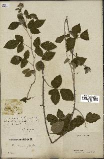 spécimen de Rubus parvulus