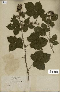 spécimen de Rubus orbifolius