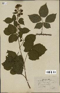 spécimen de Rubus orbifolius