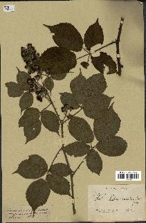 spécimen de Rubus omalus