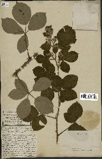 spécimen de Rubus obtusatus