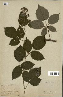 spécimen de Rubus obscurus