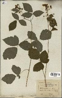 spécimen de Rubus nemorosus