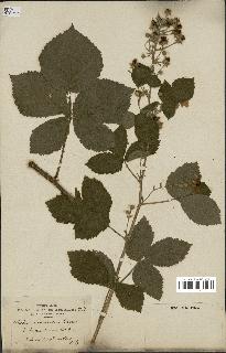 spécimen de Rubus nemorosus