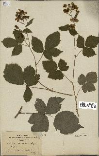 spécimen de Rubus nemorosus