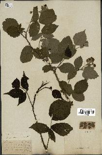 spécimen de Rubus nemorosus