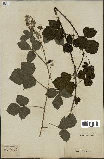 spécimen de Rubus nemorosus