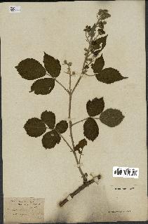 spécimen de Rubus nemorosus