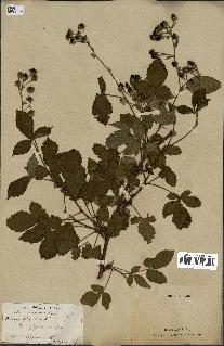 spécimen de Rubus nemorosus