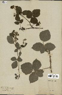 spécimen de Rubus nemorosus