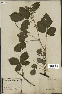 spécimen de Rubus nemorosus