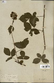 spécimen de Rubus nemorosus