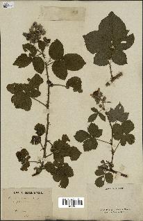 spécimen de Rubus nemorosus