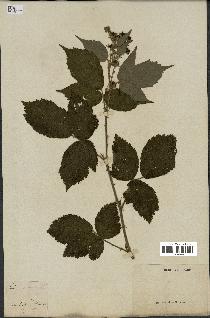 spécimen de Rubus nemorosus